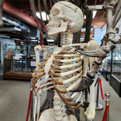 Articulated Human Skeleton, Ex-Museum