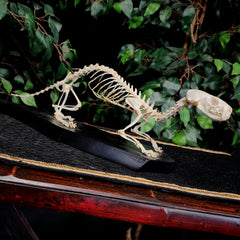 Mink Skeleton, Vintage (SALE)