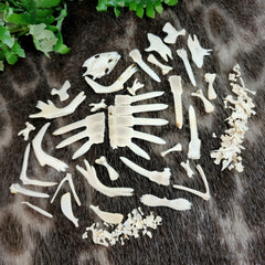 Softshell Turtle Skeleton, Disarticulated