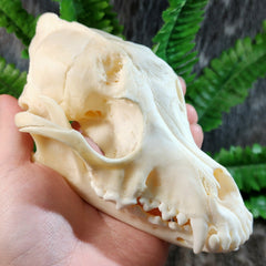 Dog Skull, Major Injury (Ex-Museum)