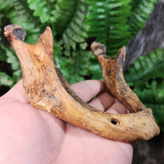 Human Jaw (Mandible) B