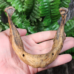 Human Jaw (Mandible) B