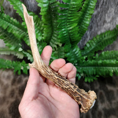 Roe Deer Antler (Single)
