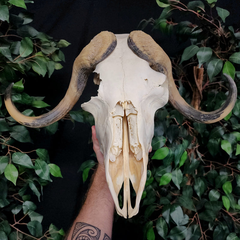 Muskox Skull C