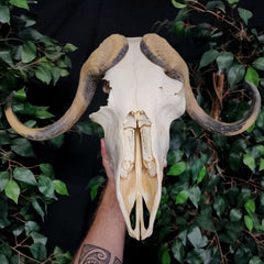 Muskox Skull C