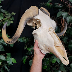 Muskox Skull C