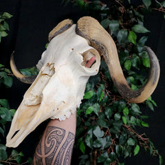Muskox Skull C