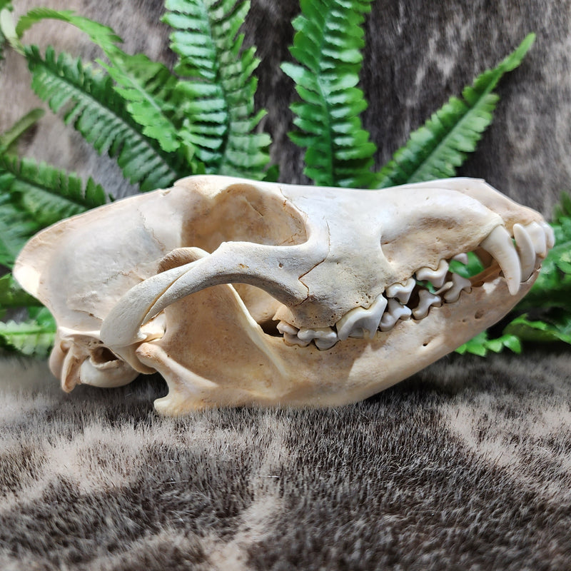 Coyote Skull A (Cranium Damage)