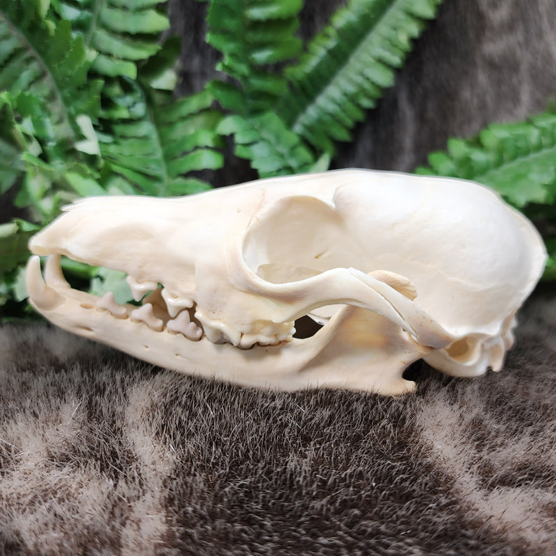 Red Fox Skull E (Missing Teeth)