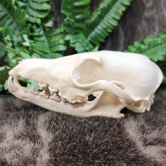 Red Fox Skull E (Missing Teeth)