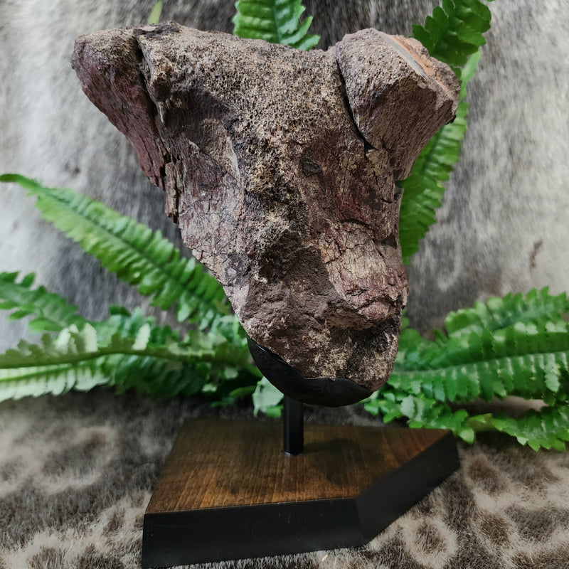 Dinosaur Limb Bone End B, XL (On Stand)