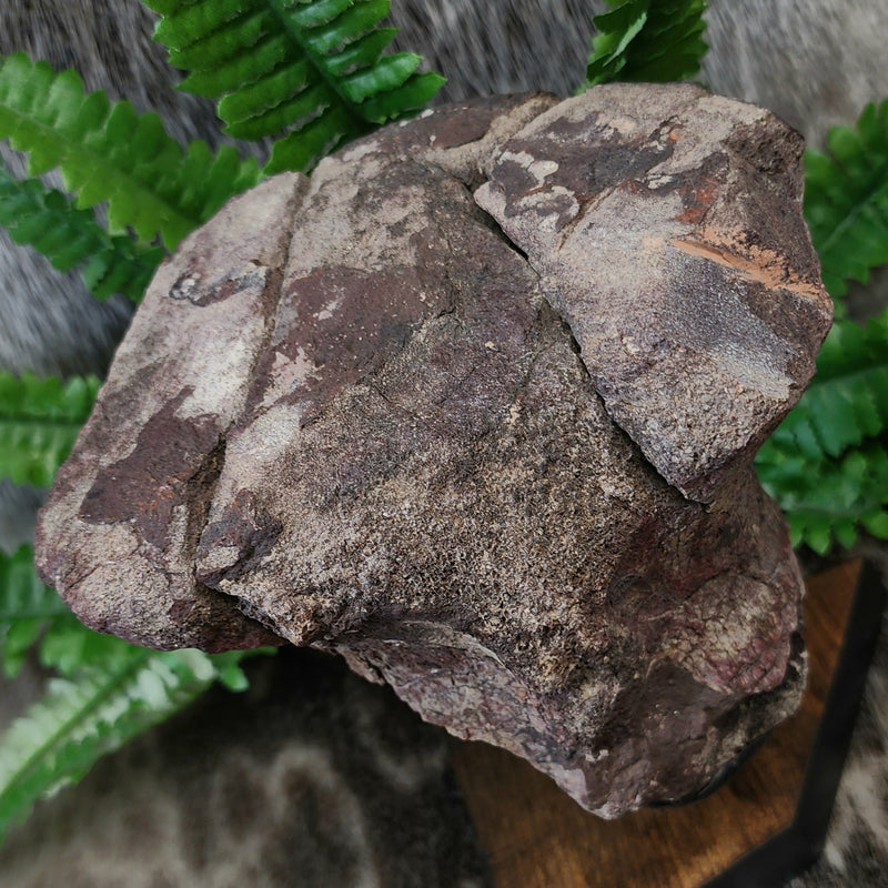 Dinosaur Limb Bone End B, XL (On Stand)