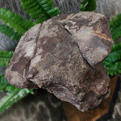 Dinosaur Limb Bone End B, XL (On Stand)