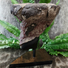 Dinosaur Limb Bone End B, XL (On Stand)