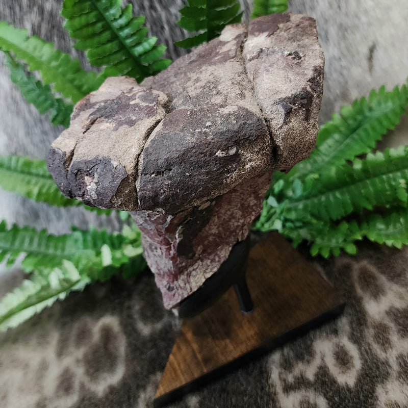 Dinosaur Limb Bone End B, XL (On Stand)