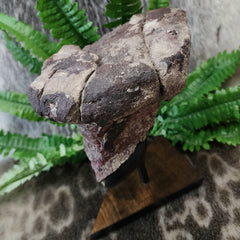 Dinosaur Limb Bone End B, XL (On Stand)