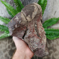 Dinosaur Limb Bone End B, XL (On Stand)