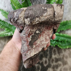 Dinosaur Limb Bone End B, XL (On Stand)