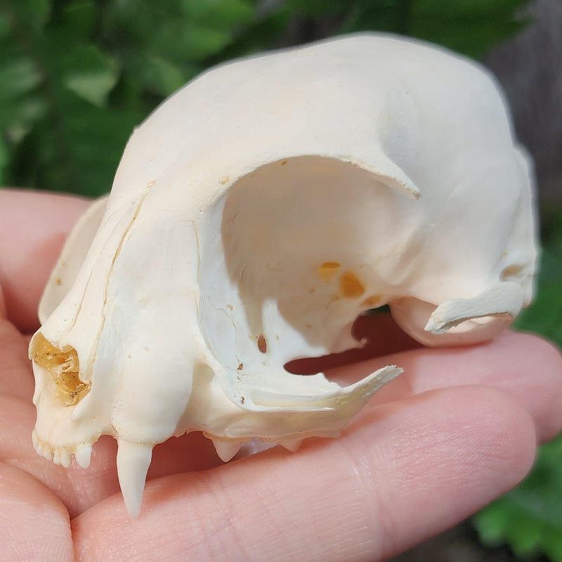 Domestic Cat Skull A (No Jaw)