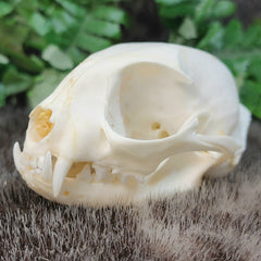 Domestic Cat Skull B (B Grade)