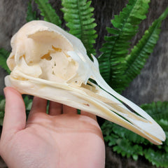 Ostrich Skulls
