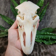 Ostrich Skulls