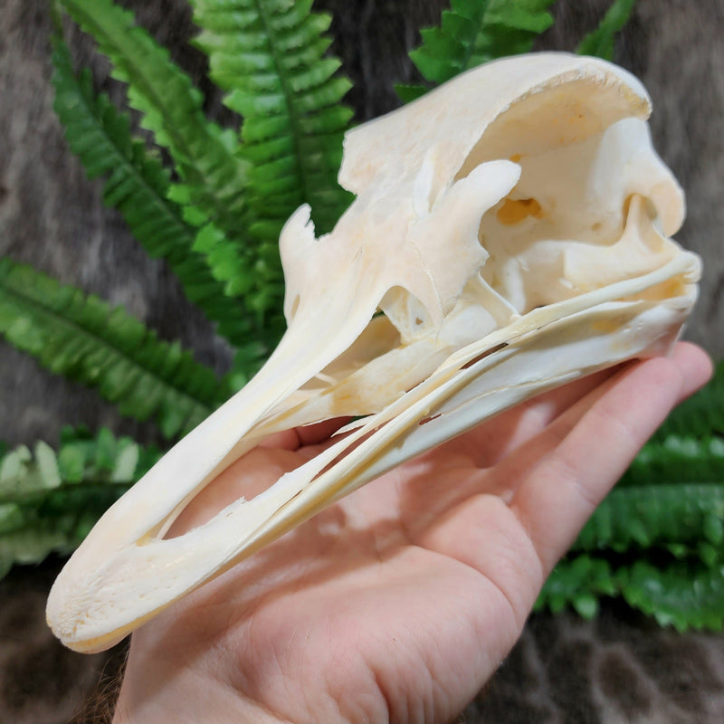 Ostrich Skulls