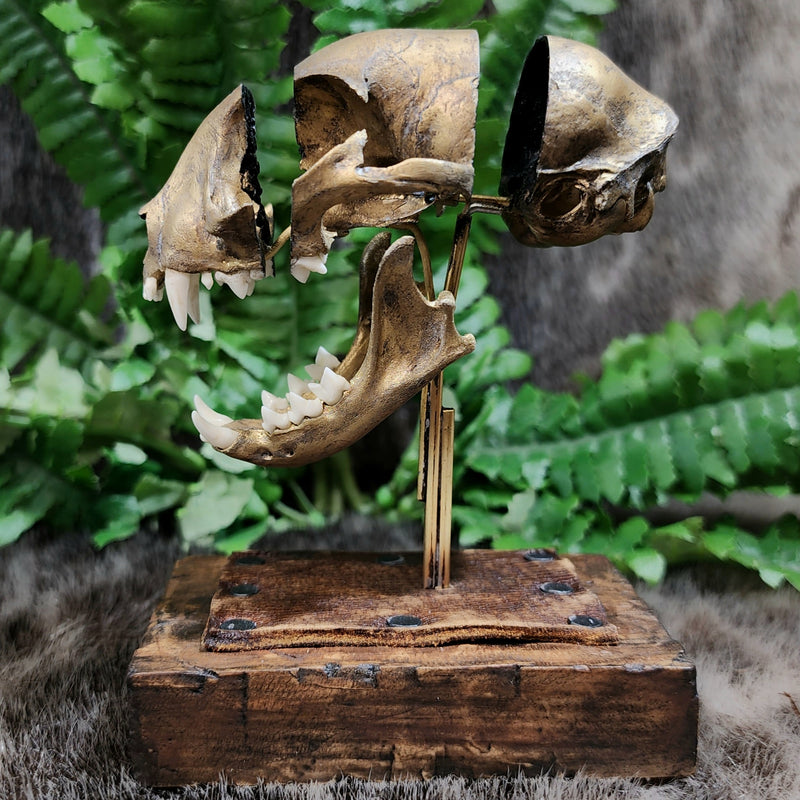Exploded Cat Skull (Disarticulated), D