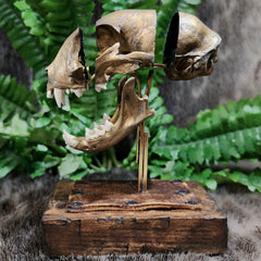 Exploded Cat Skull (Disarticulated), D