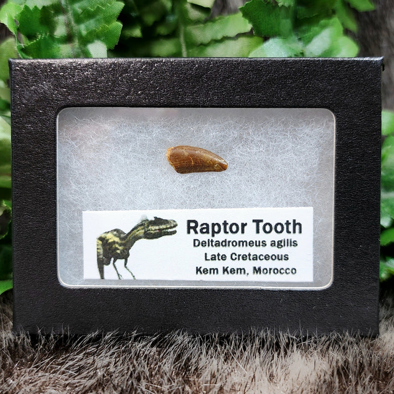 Raptor Dinosaur Tooth F (Morocco)