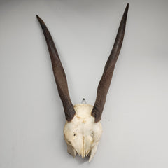 Eland Skull (B Grade)