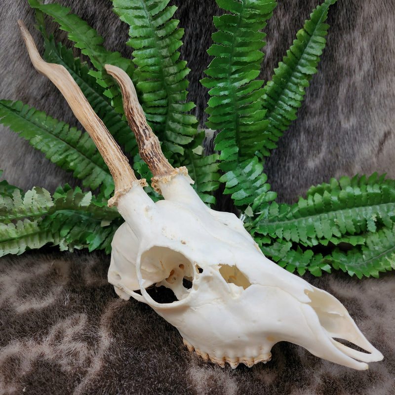 Roe Deer Skulls (Asymmetrical Antlers)