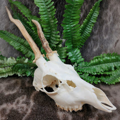 Roe Deer Skulls (Asymmetrical Antlers)