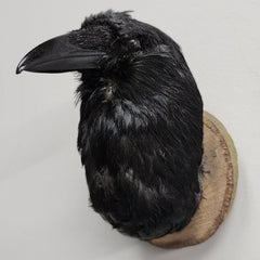 Carrion Crow Taxidermy Head Mounts