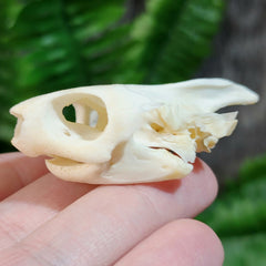 Softshell Turtle Skull (Jaw Damage)