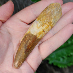 Spinosaurus Dinosaur Tooth XL, I (4
