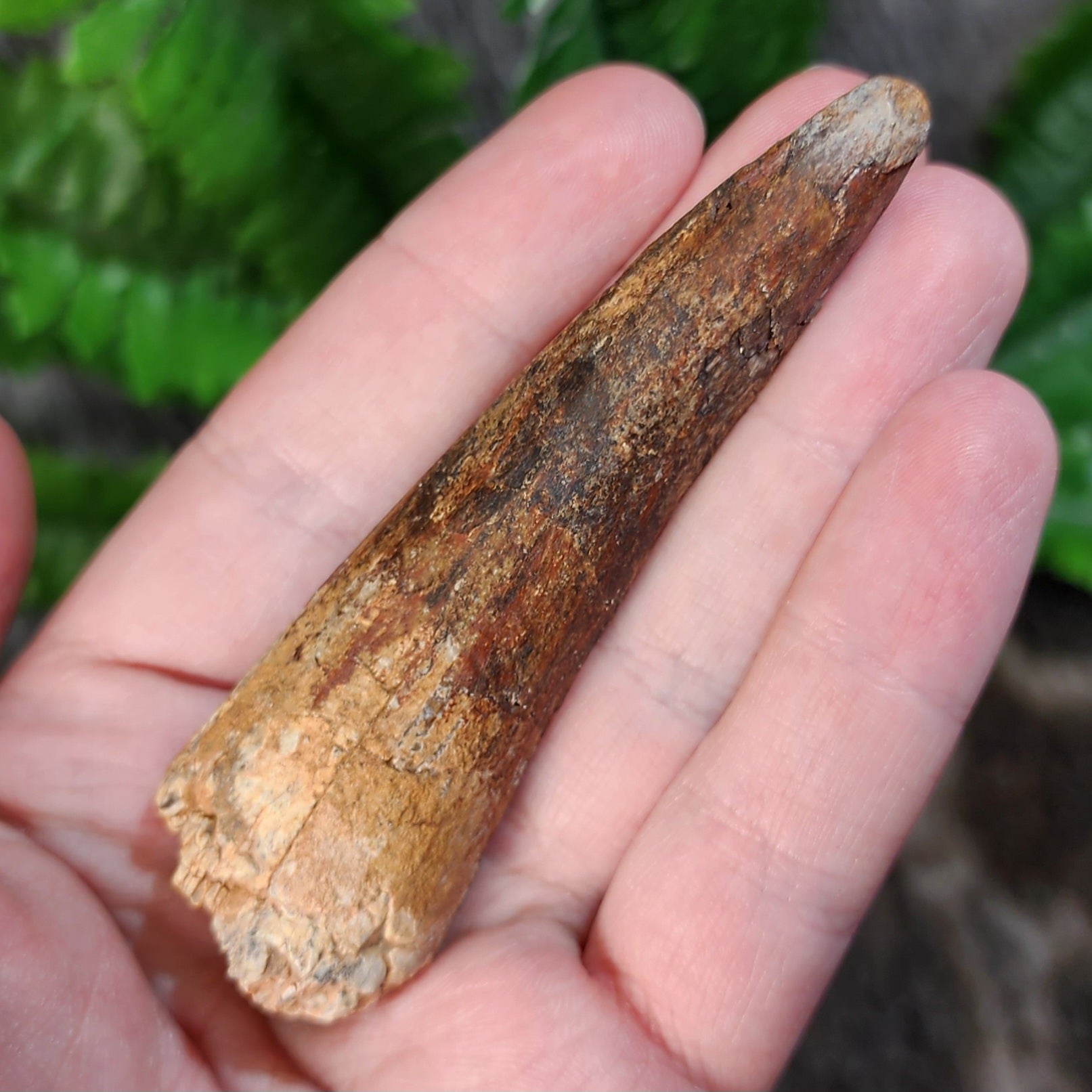 Awesome quality Spinosaurus Tooth Dinosaur tooth, 112 to 93.5 million years  old | eBay