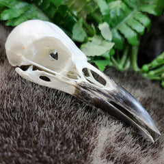Rook Crow Skulls