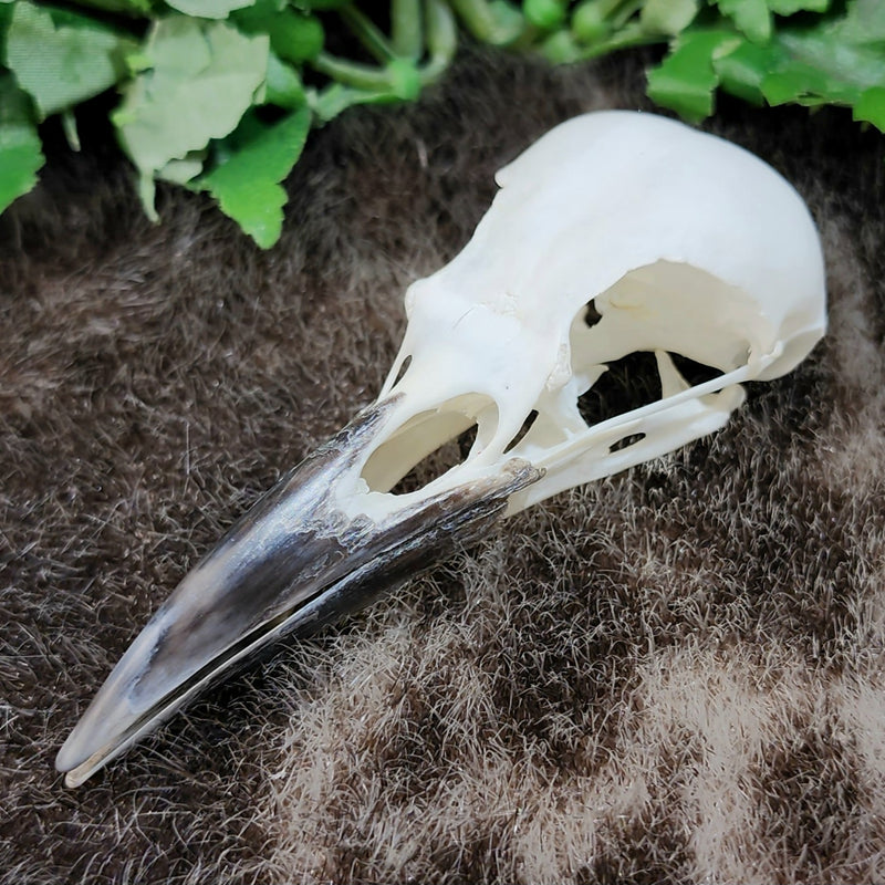 Rook Crow Skulls