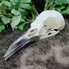 Rook Crow Skulls