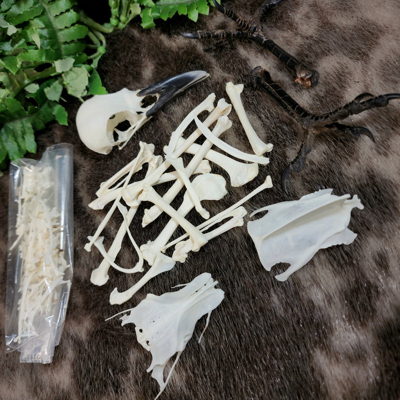 Carrion Crow Skeleton, Disarticulated
