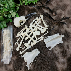 Carrion Crow Skeleton, Disarticulated