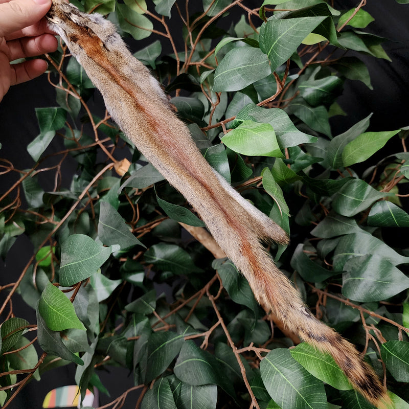 Red Squirrel Fur, Salvaged