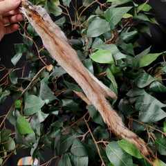 Red Squirrel Fur, Salvaged