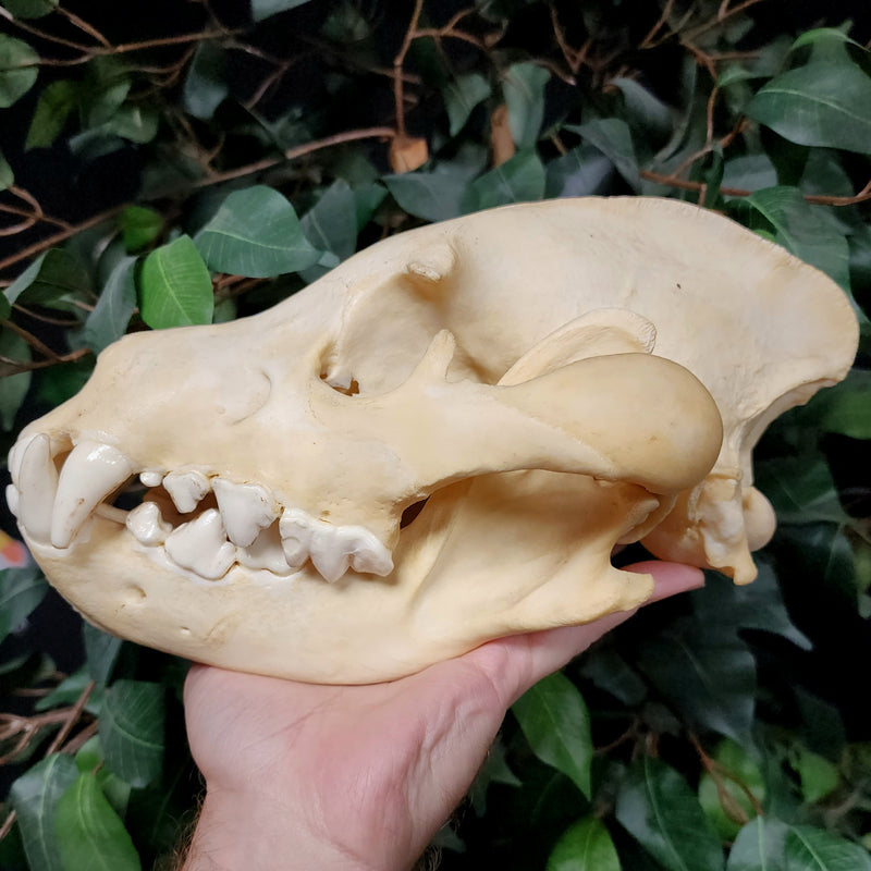 Spotted Hyena Skull