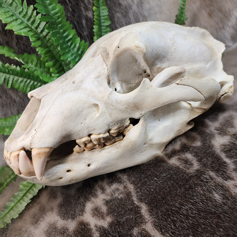 Grizzly Bear Skull (13.5")