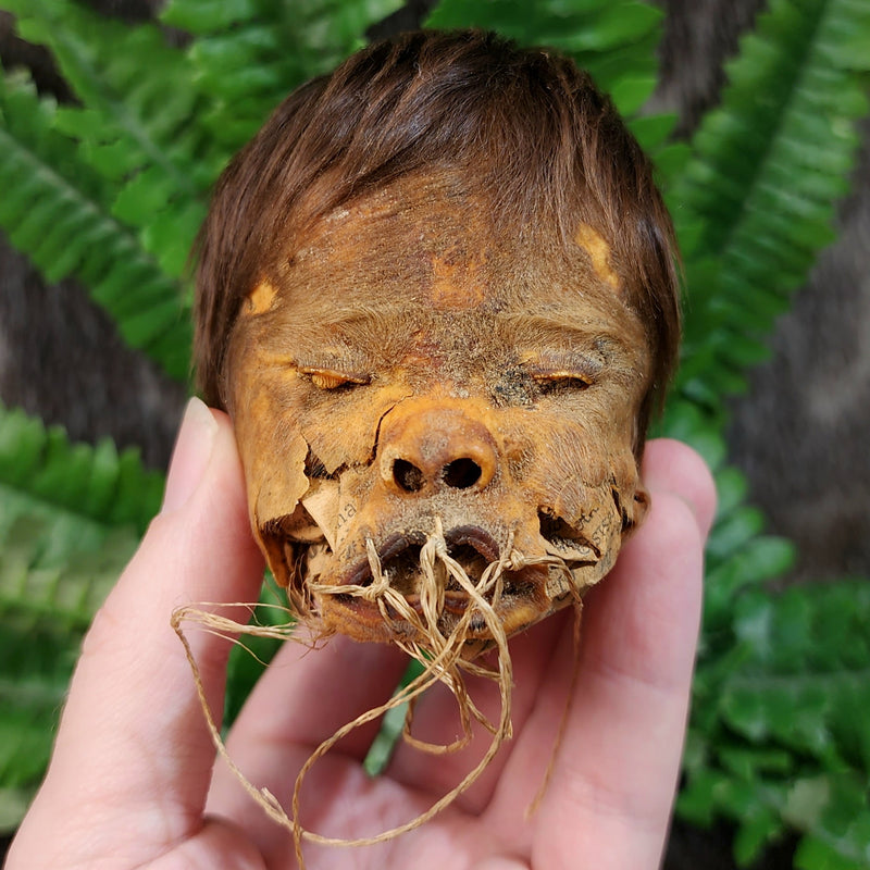 Shrunken Head