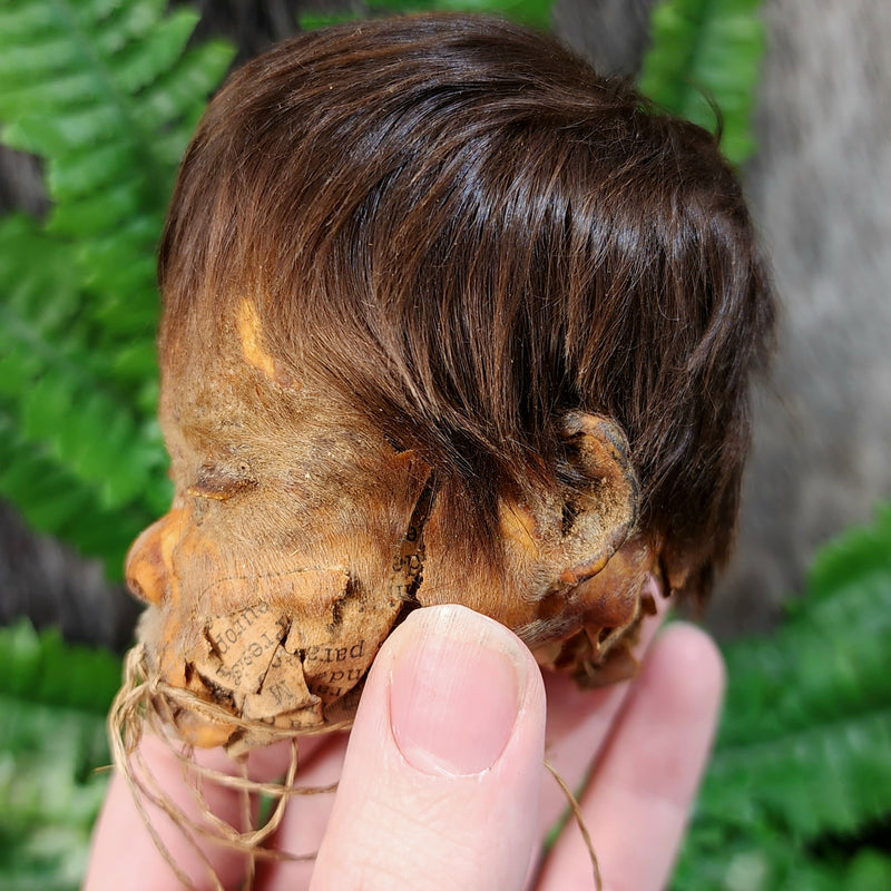 Shrunken Head