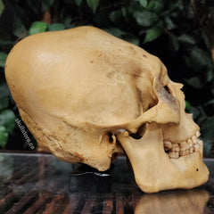 Peruvian Elongated Human Skull