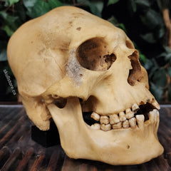 Peruvian Elongated Human Skull